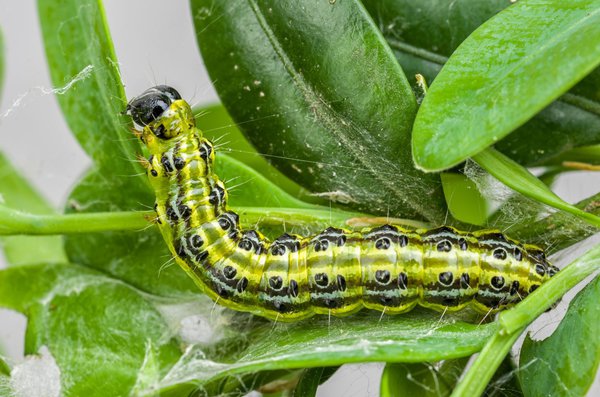 Chenille de la pyrale du buis