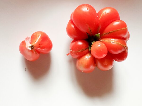 Tomate Voyage, tomate des voyageurs