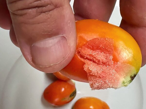 Tomate Voyage, tomate des voyageurs