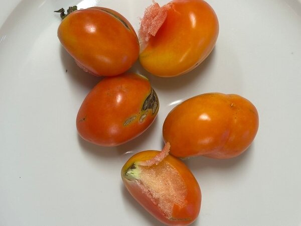 Tomate Voyage, tomate des voyageurs