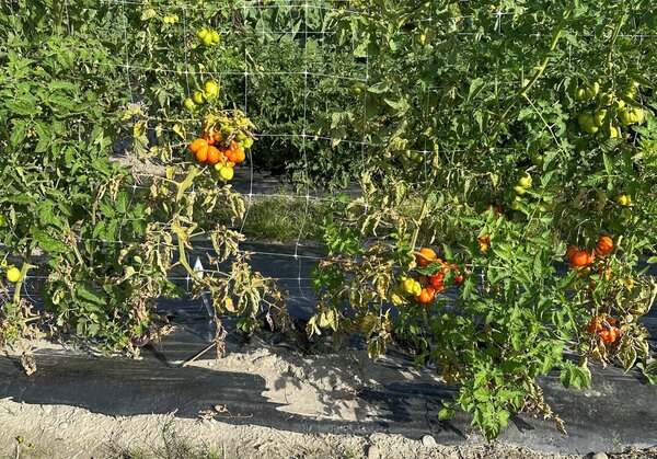 plant de tomate Voyage, tomate des voyageurs