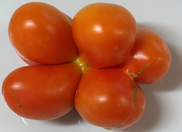 Tomate Voyage