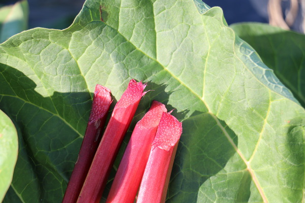 Diviser la rhubarbe Siruparber Canada Red