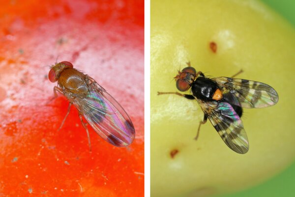 kirschessigfliege (Drosophila suzukii, links) und Kirschfliege (Rhagoletis, rechts)