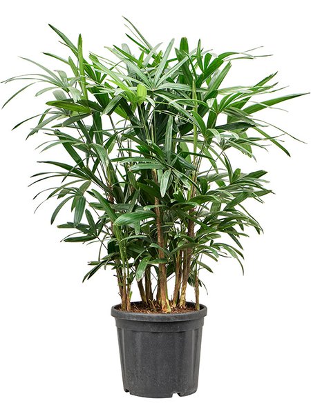 Rhapis excelsa (100-140), Tuff, im 33cm Topf, H�he 120cm, Breite 65cm