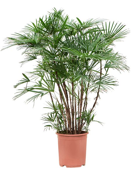 Rhapis humilis, Tuff, im 27cm Topf, H�he 125cm, Breite 70cm