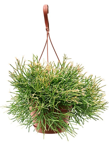 Rhipsalis clavata, Ampel, im 17cm Topf, H�he 35cm, Breite 30cm