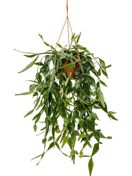Rhipsalis eliptica, Ampel, im 20cm Topf, H�he 50cm, Breite 30cm
