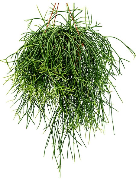 Rhipsalis pulchra, Ampel, im 21cm Topf, H�he 50cm, Breite 45cm