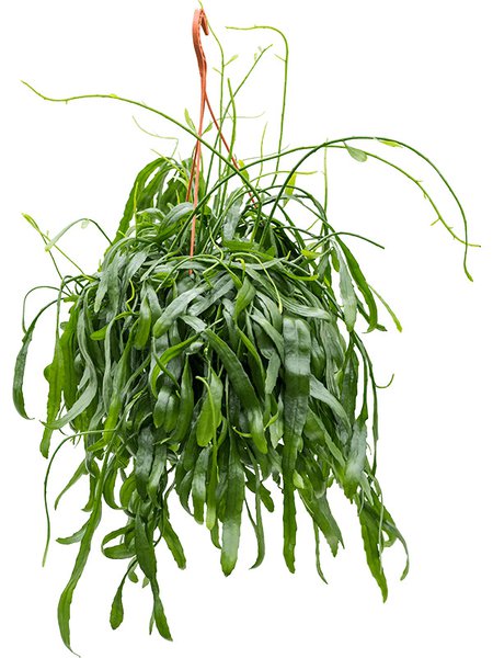 Rhipsalis ramaloris, Ampel, im 20cm Topf, H�he 50cm, Breite 40cm