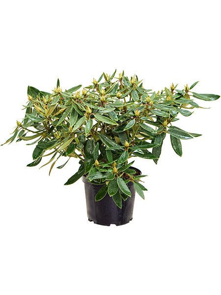 Rhododendron 'Euchantis', Busch, im 24cm Topf, H�he 50cm, Breite 60cm