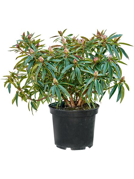 Rhododendron 'Graziella', Busch, im 24cm Topf, H�he 50cm, Breite 60cm