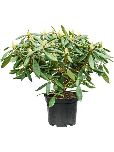 Rhododendron 'Percy Wiseman', Busch, im 24cm Topf, H�he 50cm, Breite 60cm