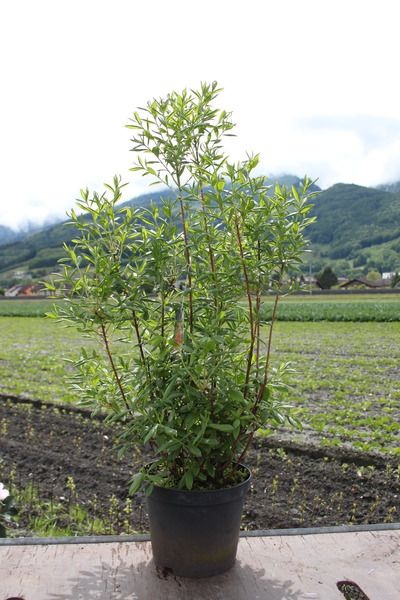 Jungpflanze