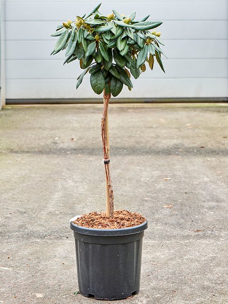 Rhododendron yakushimanum 'Fantastica', Stamm, im 32cm Topf, H�he 110cm, Breite 40cm