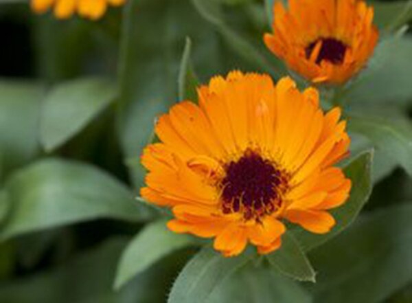 Orange calendula officinalis, quer