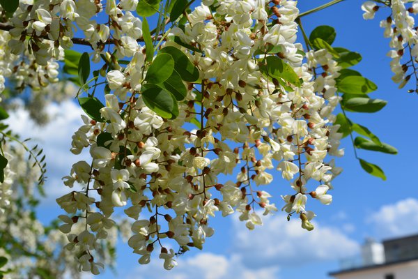 acacia et robinier : Inflorescence du robinier