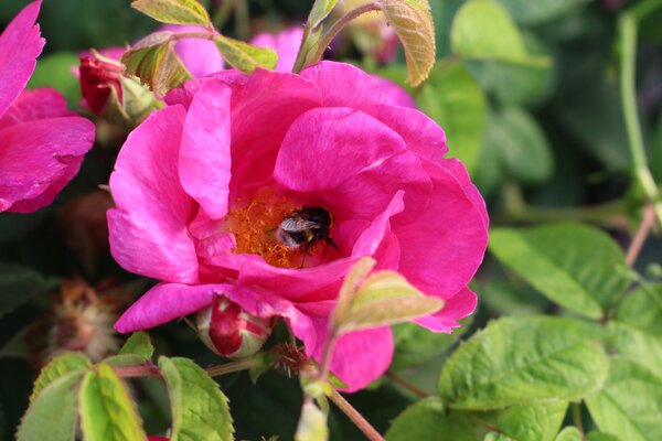 vari&eacute;t&eacute;s de rosiers, Rosier mellif&egrave;re Rosa gallica Officinalis avec bourdon