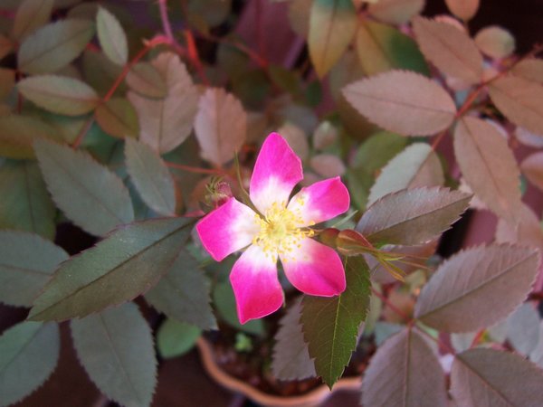 Planter une haie de rosiers, Rosier &agrave; feuilles rouges, Rosa glauca