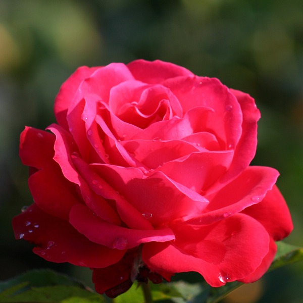 Dame de Coeur