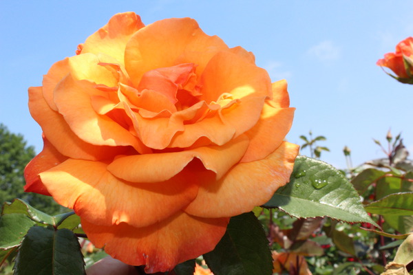 Doris Tysterman, planter des rosiers &agrave; grandes fleurs