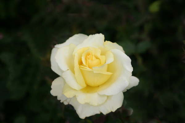 Elina, planter des rosiers &agrave; grandes fleurs