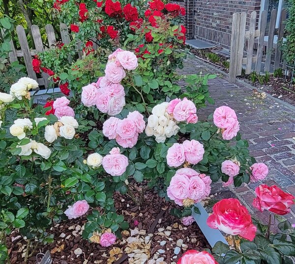 Rose 'Mariatheresia'&reg; , Rosa 'Mariatheresia'