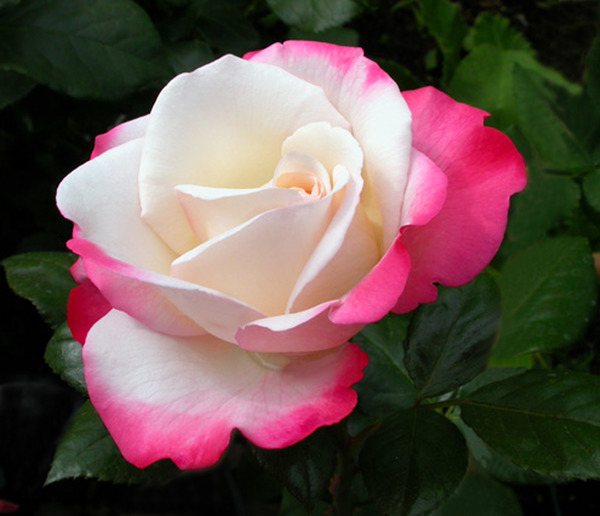 Nostalgie, planter des rosiers &agrave; grandes fleurs