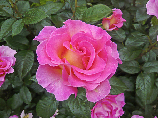 Rosier Delbard Pink Paradise, planter des rosiers &agrave; grandes fleurs