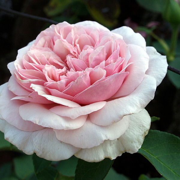 Rose 'Souvenir de la Malmaison'