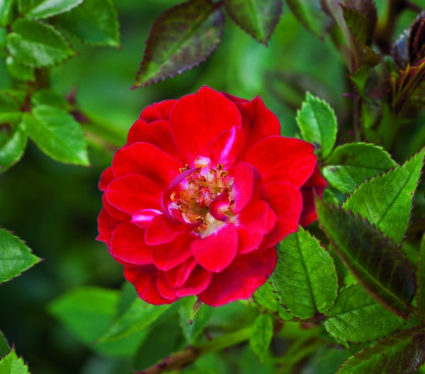 Rose Fiery Pixie&nbsp;1, planter des rosiers nains