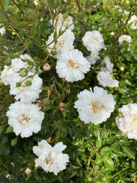 vari&eacute;t&eacute;s de rosiers, Rosier couvre-sol Roseasy Duvet blanc, rose blanche
