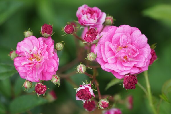 Rose de massif, Roseasy, Fontana Jet d'eau, oidium et mildiou