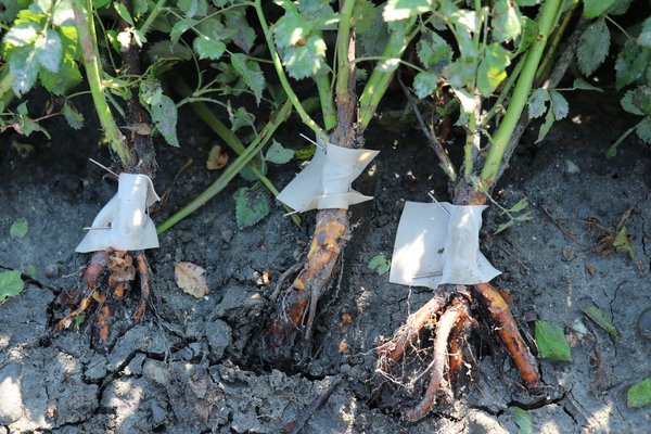Multiplier les rosiers &eacute;cussonnage Lubera