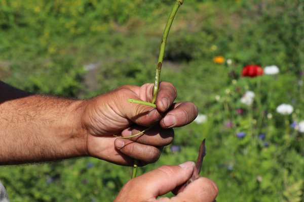 Multiplier les rosiers &eacute;cussonnage Lubera