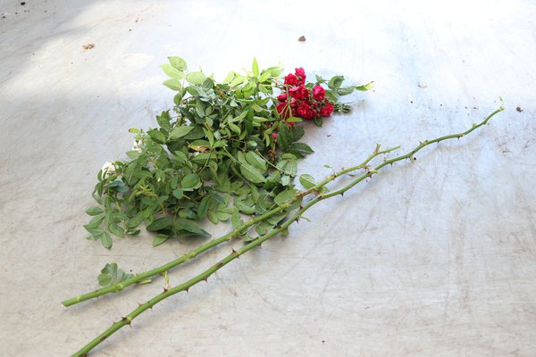 Multiplier les rosiers Boutures &agrave; bois sec Lubera