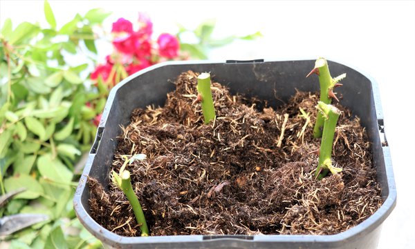 Multiplier les rosiers Boutures &agrave; bois sec Lubera