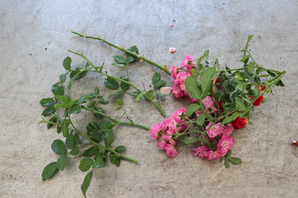 Multiplier les rosiers &eacute;cussonnage Lubera