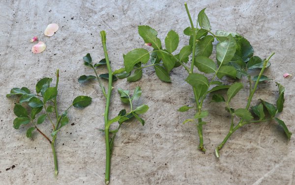 Multiplier les rosiers Boutures &agrave; bois vert Lubera