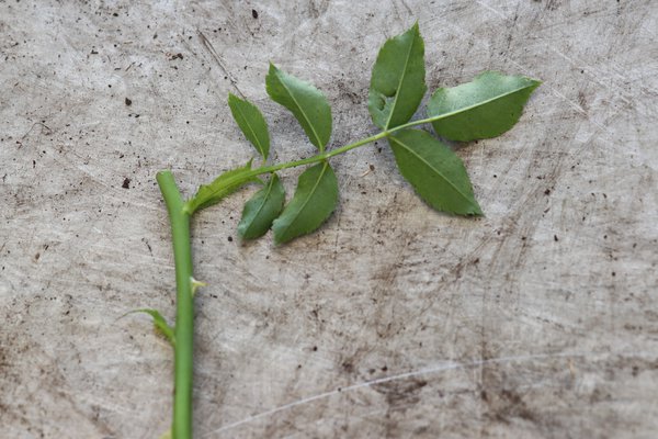 Multiplier les rosiers Boutures &agrave; bois vert Lubera