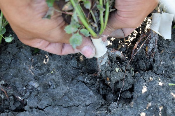 Multiplier les rosiers &eacute;cussonnage Lubera