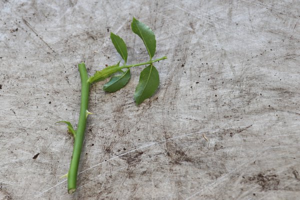 Multiplier les rosiers Boutures &agrave; bois vert Lubera