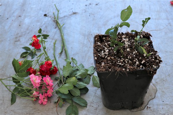 Multiplier les rosiers Boutures &agrave; bois vert Lubera