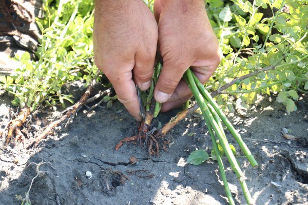 Multiplier les rosiers &eacute;cussonnage Lubera