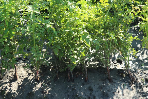 Multiplier les rosiers &eacute;cussonnage Lubera
