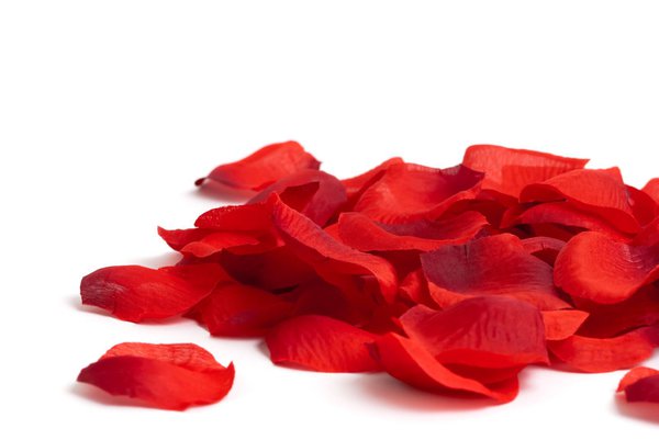 P&eacute;tales de rose frais
