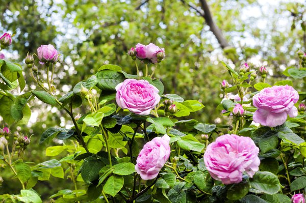 Rose centifolia