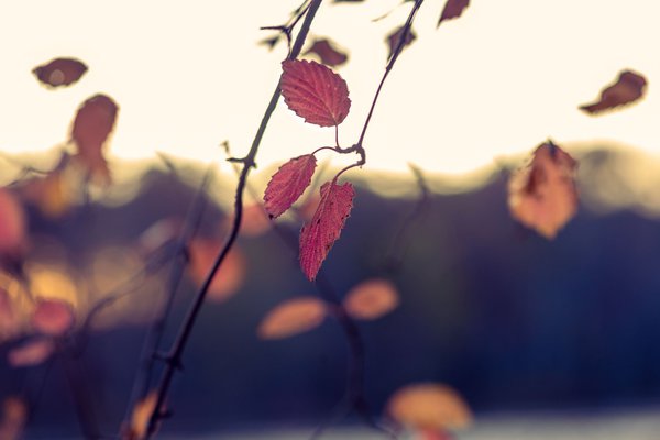 En automne, les feuilles ne sont plus savoureuses