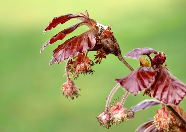 Feuille de h&ecirc;tre pourpre
