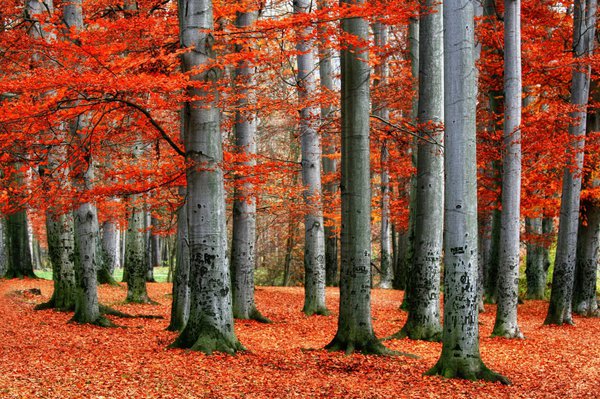 H&ecirc;tres communs &agrave; l&rsquo;automne